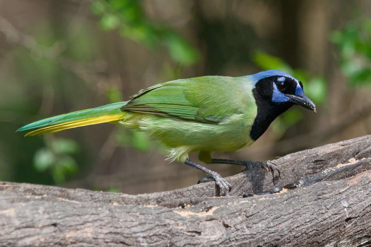 Green Jay - ML642044819
