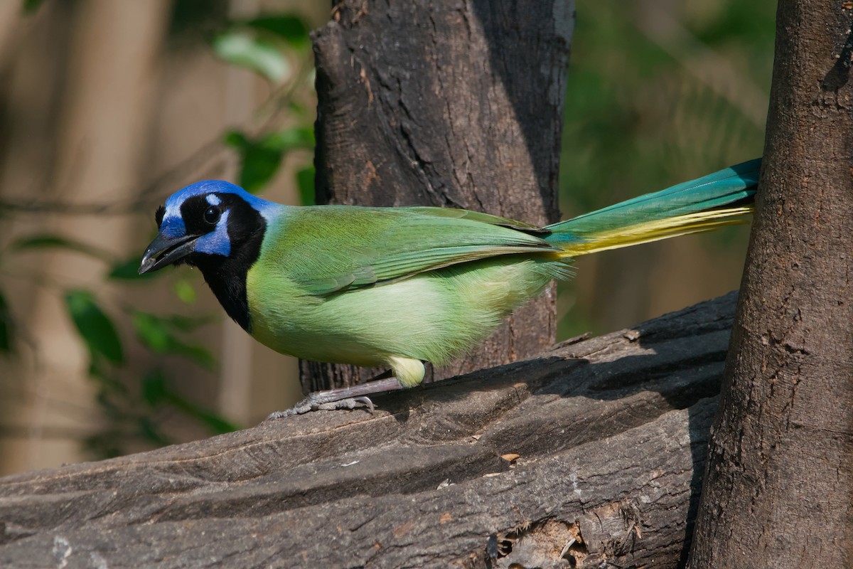 Green Jay - ML642044820