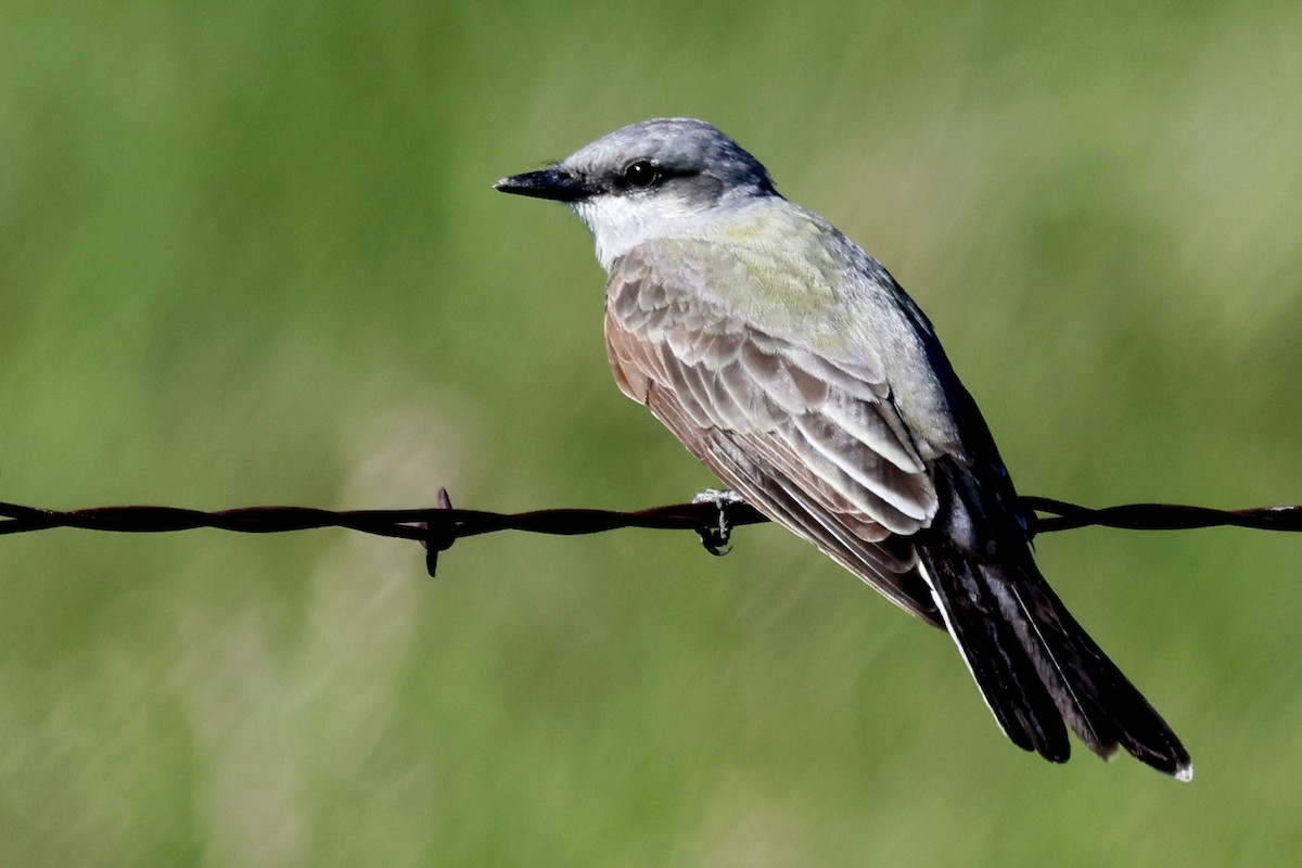 Western Kingbird - ML642044826