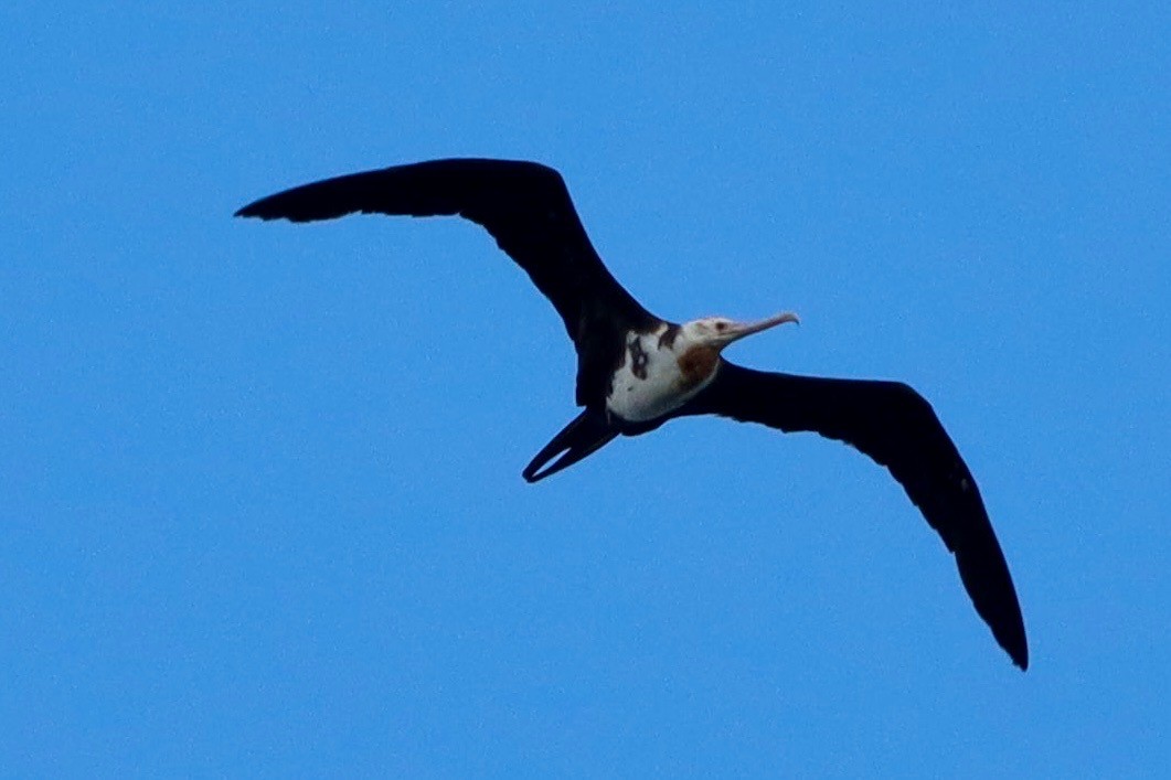 Great Frigatebird - ML642044827