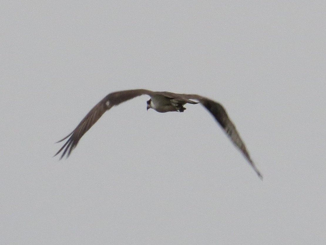 Balbuzard pêcheur - ML642044837