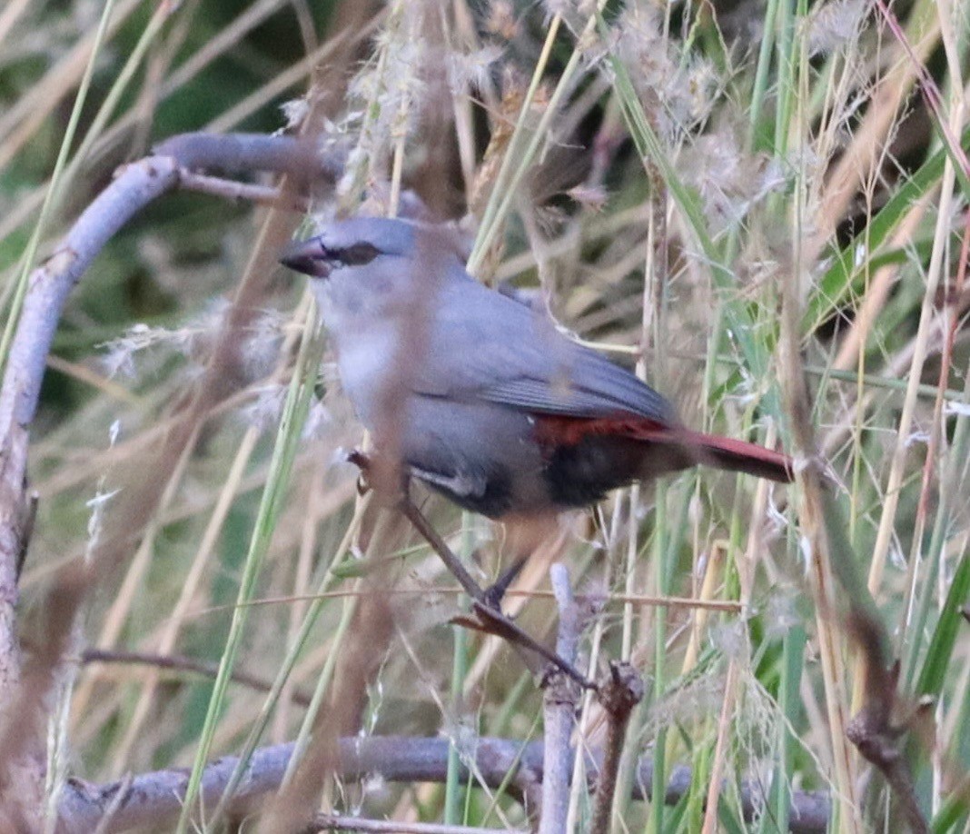 Lavender Waxbill - ML642044838