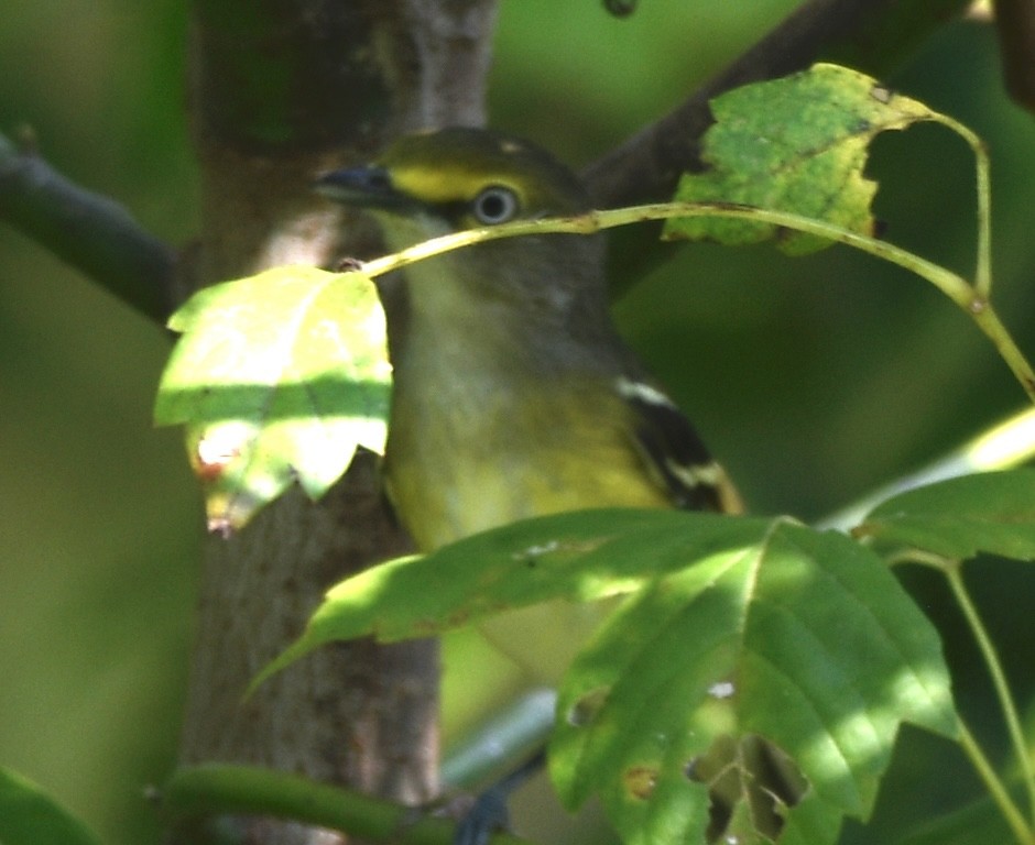 White-eyed Vireo - ML642044844