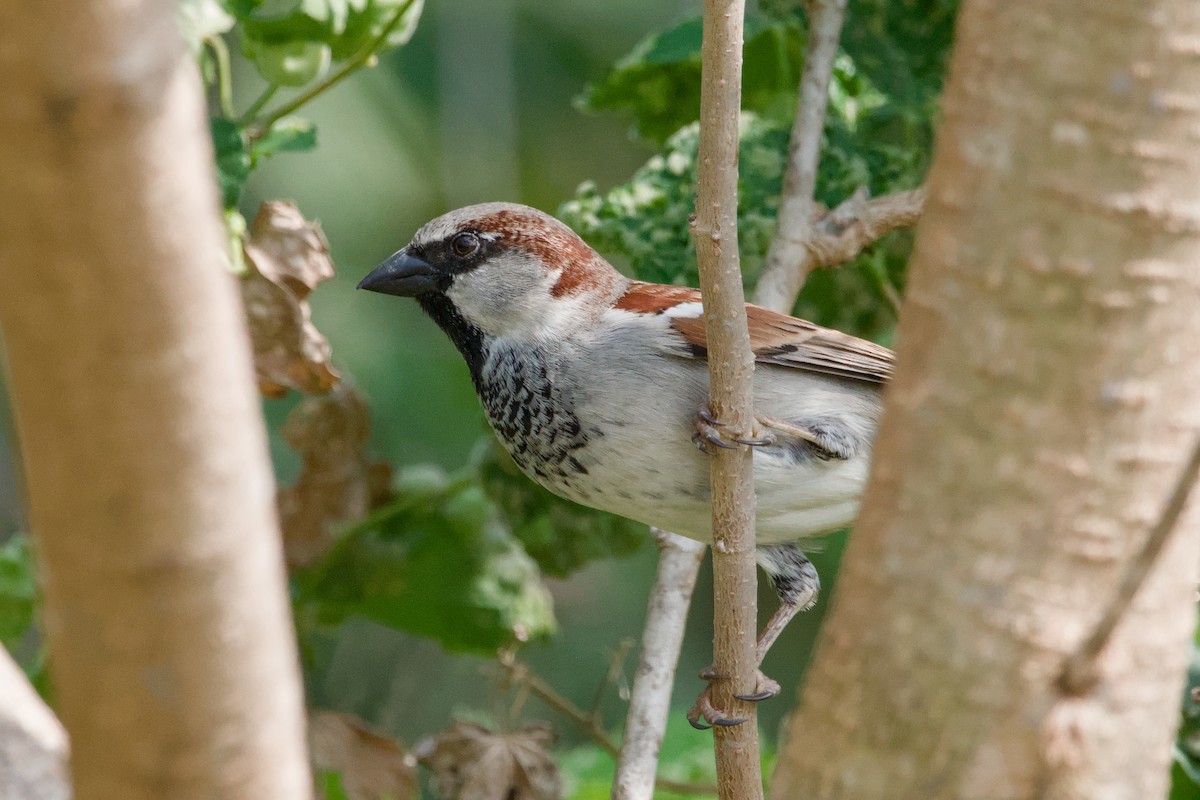 House Sparrow - ML642044848