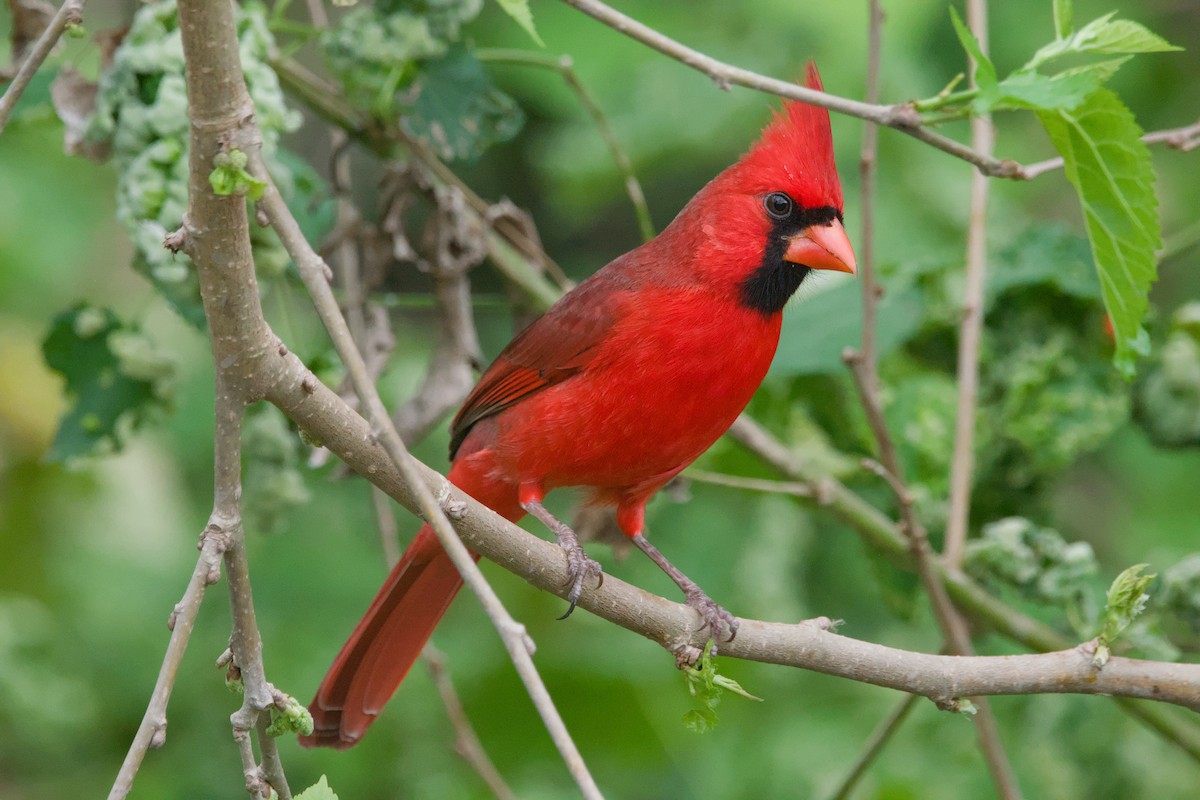 Northern Cardinal - ML642044854