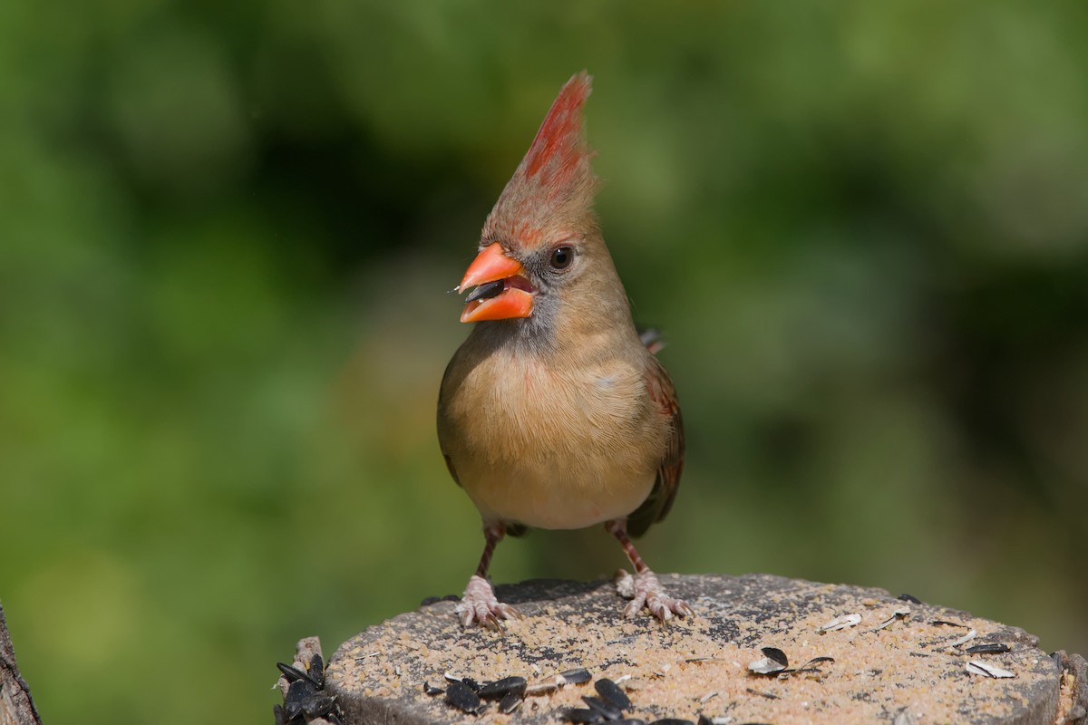 Northern Cardinal - ML642044857