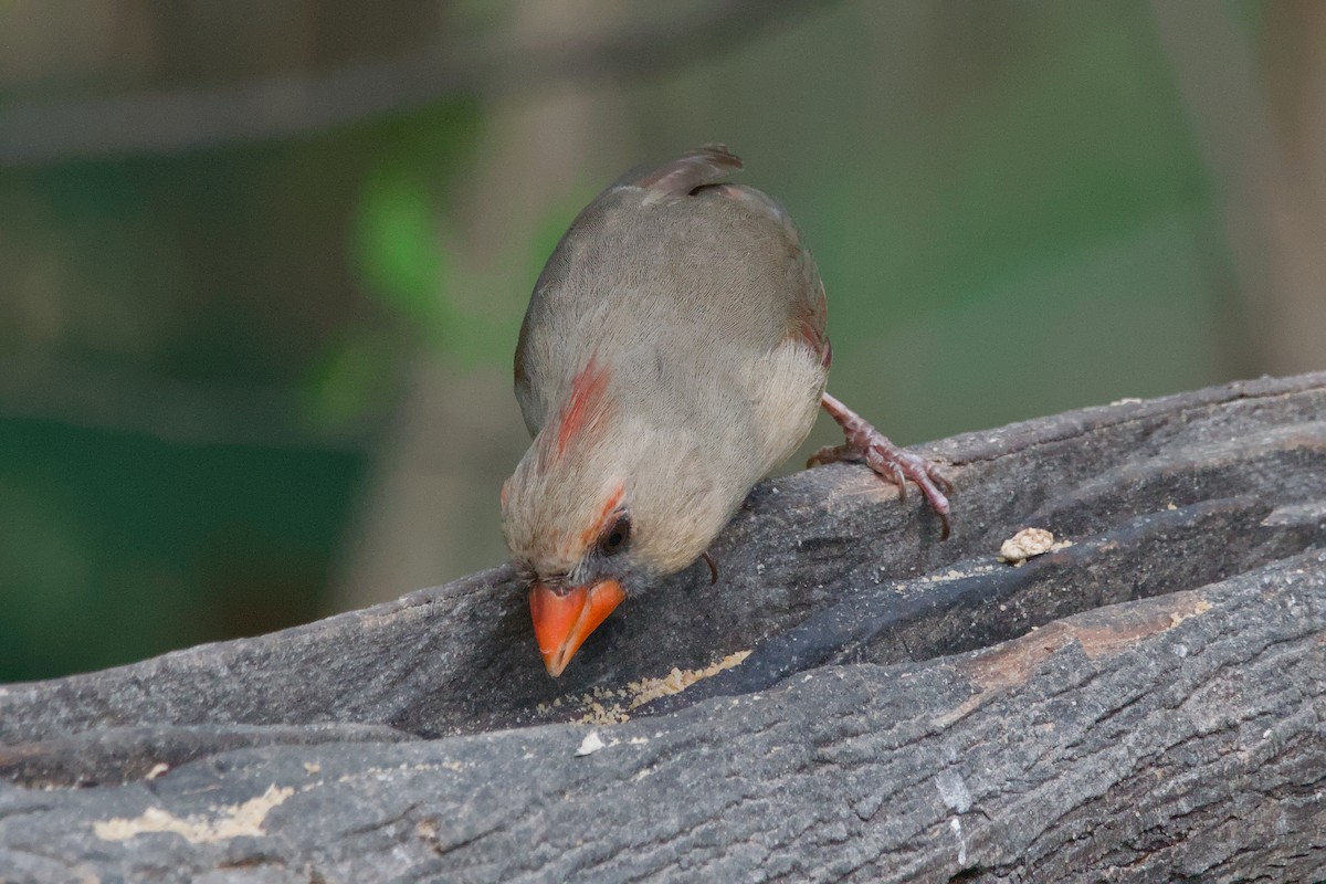 Northern Cardinal - ML642044860