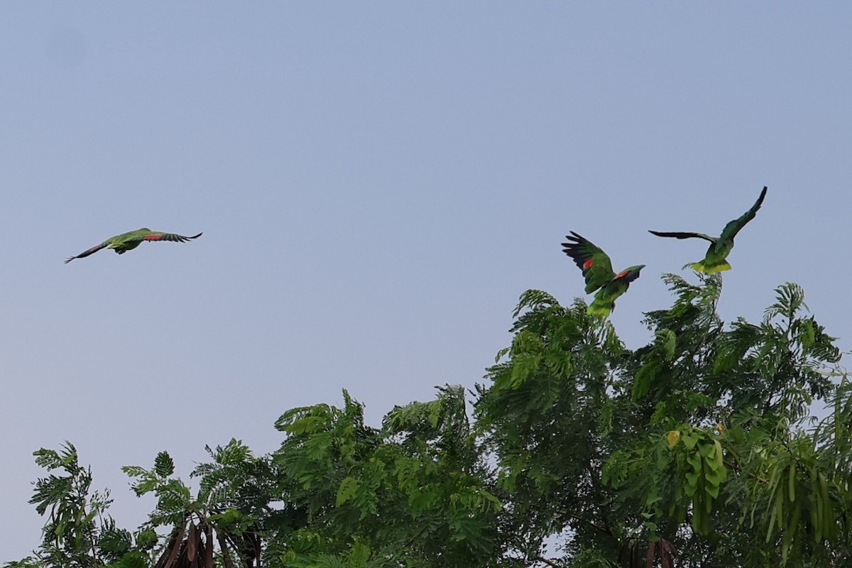 Yellow-crowned Amazon - ML642044861