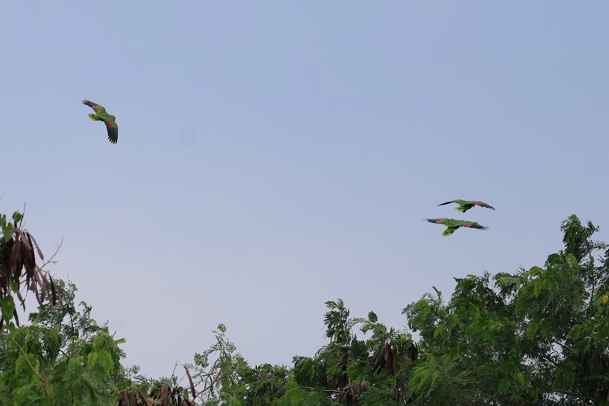 Yellow-crowned Amazon - ML642044862