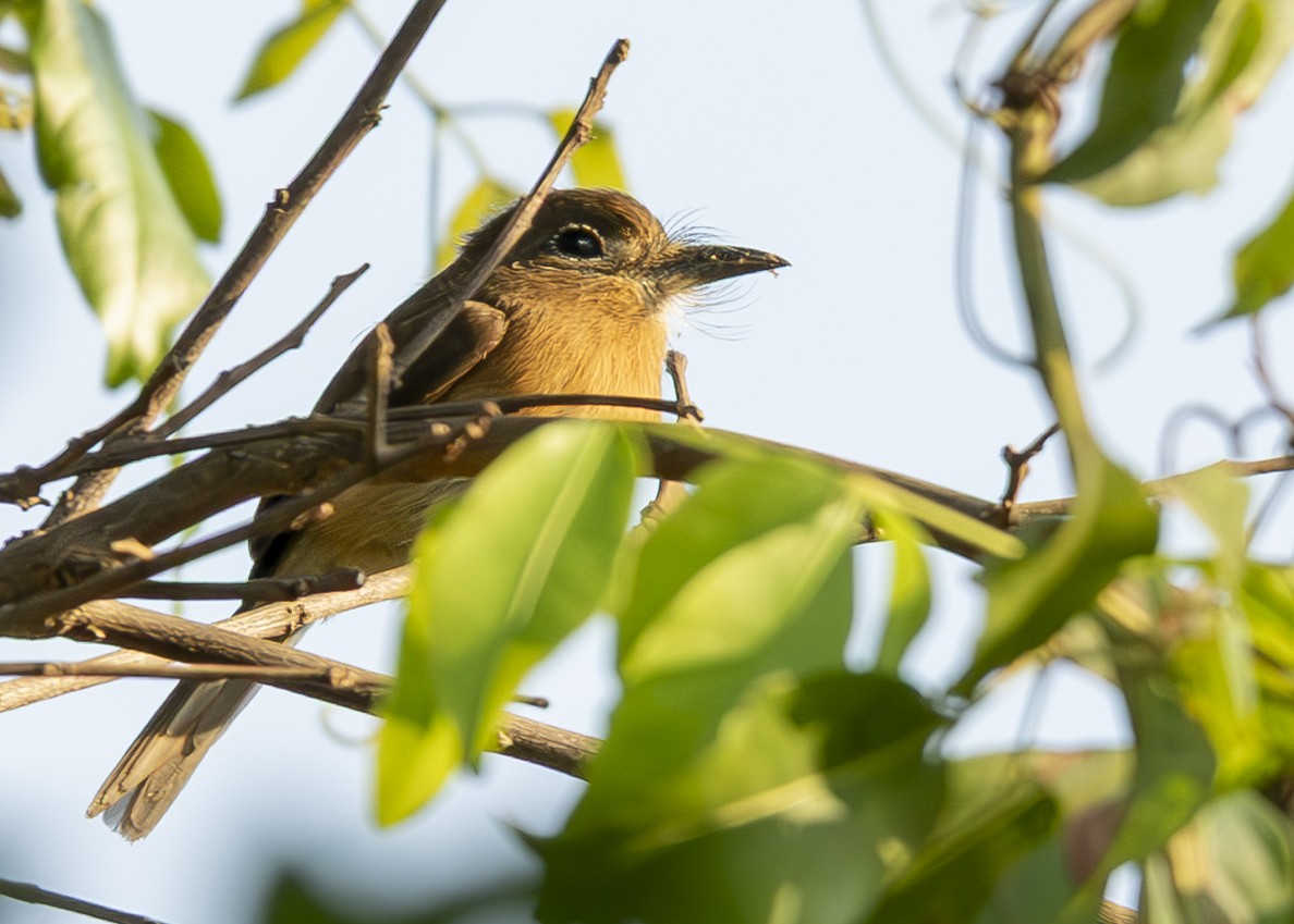 Rusty-breasted Nunlet - ML642044875