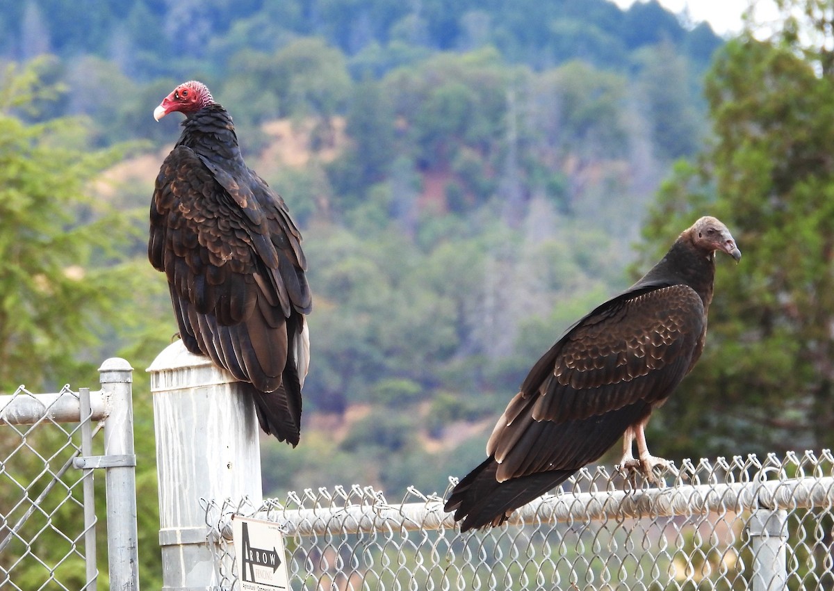 Turkey Vulture - ML642044876