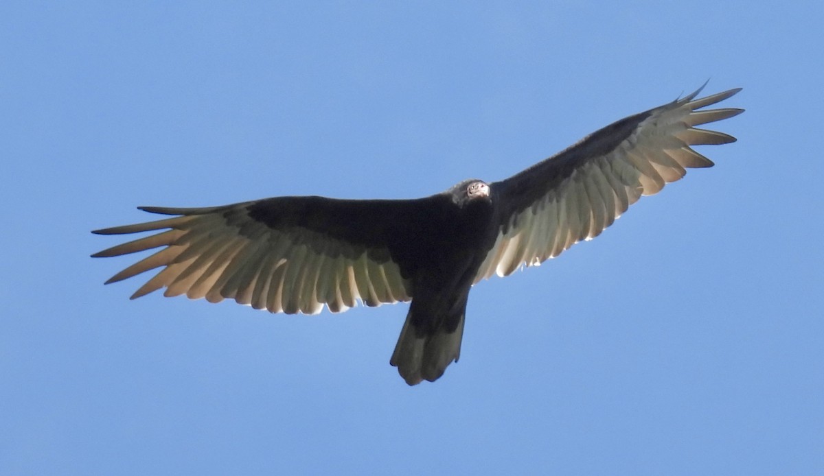 Turkey Vulture - ML642044880