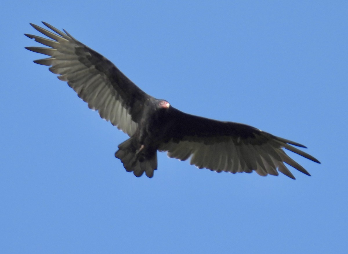 Turkey Vulture - ML642044881