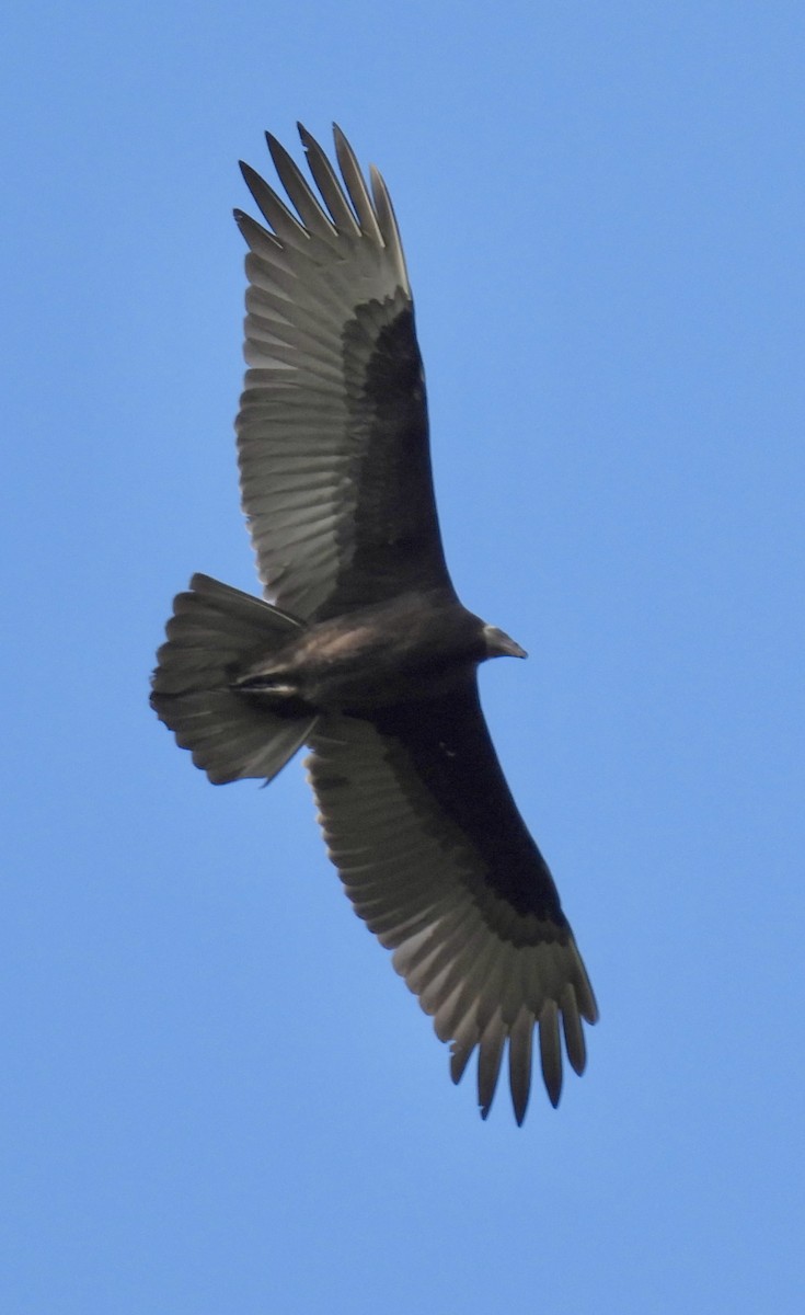Turkey Vulture - ML642044882