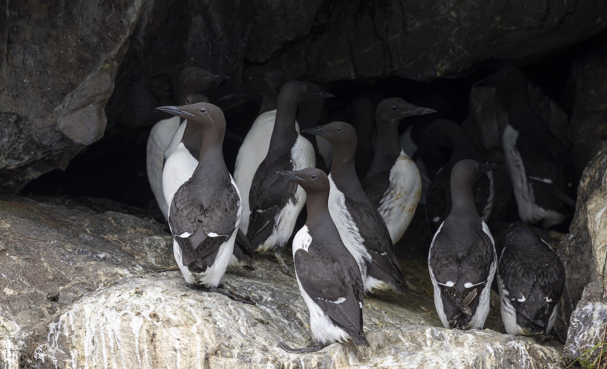 Common Murre - ML642044890