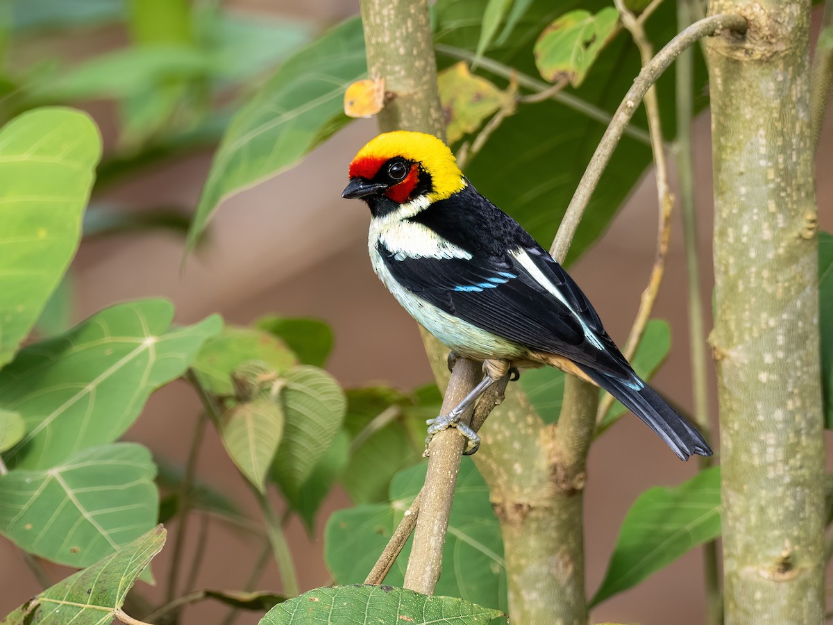 Flame-faced Tanager - ML642044893