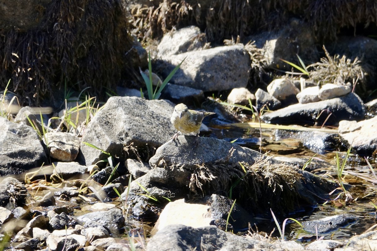 Red Crossbill - ML642044894