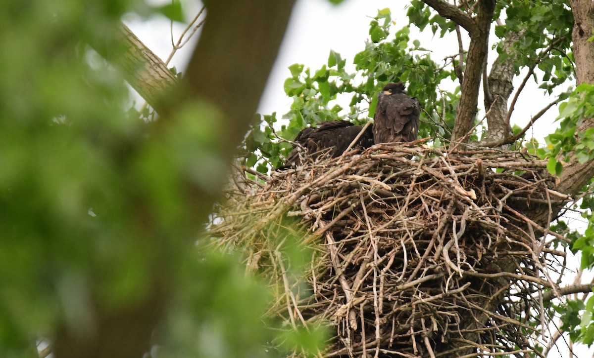 Bald Eagle - ML642044918