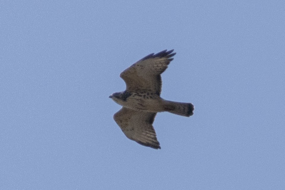 Broad-winged Hawk - ML642044923