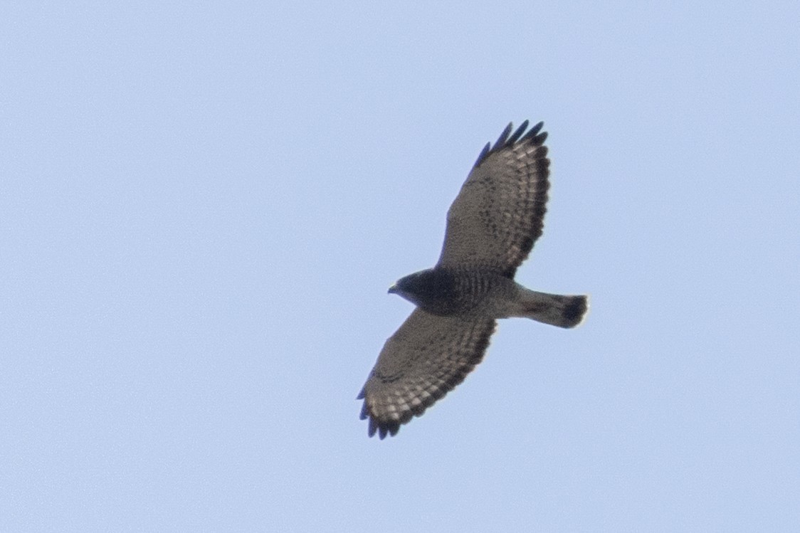 Broad-winged Hawk - ML642044925