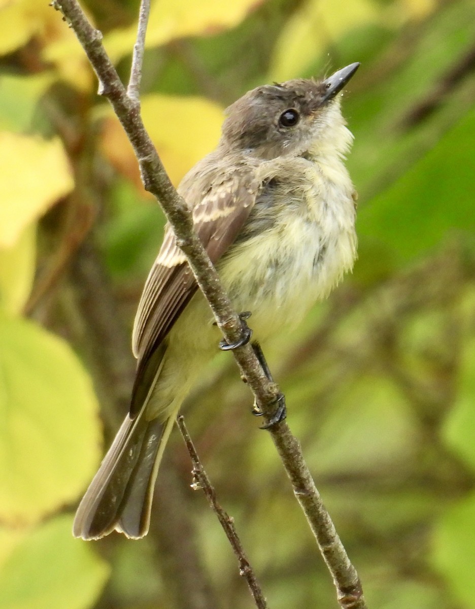 Eastern Phoebe - ML642044936