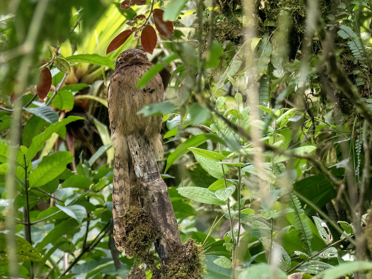 Long-tailed Potoo - ML642044939