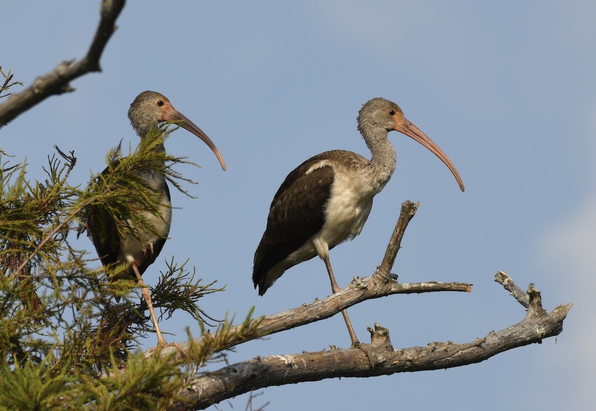 White Ibis - ML642044940