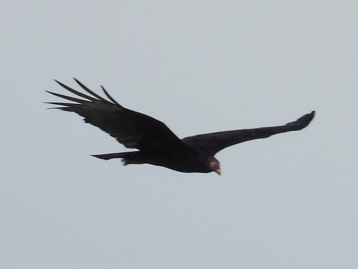 Turkey Vulture - ML642044946