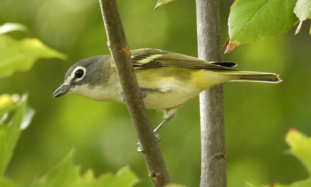 Blue-headed Vireo - ML642044951