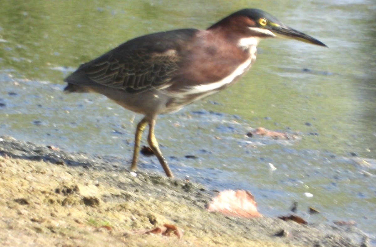 Green Heron - ML642044952