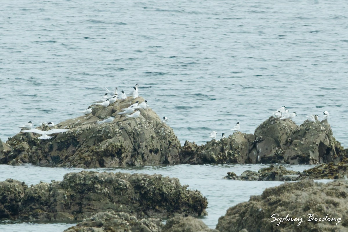 White-fronted Tern - ML642044955
