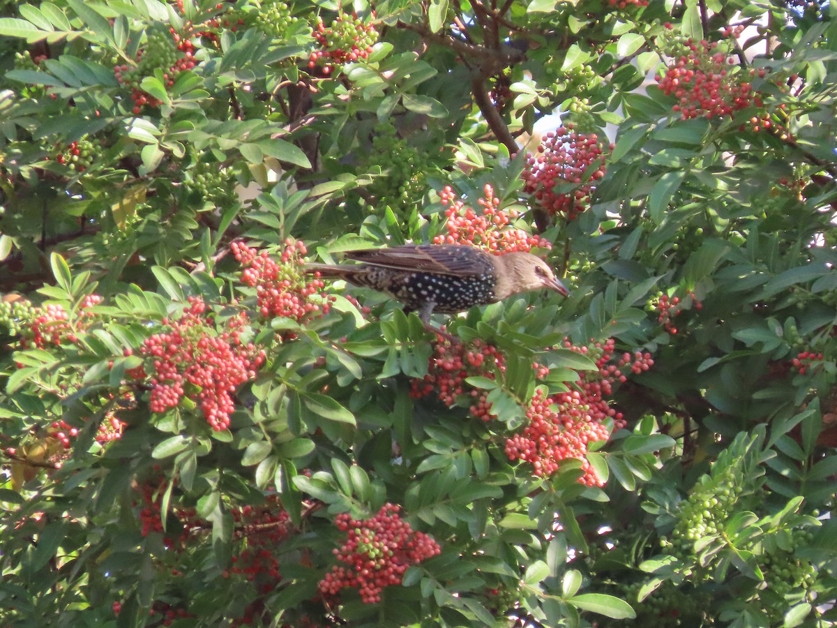 European Starling - ML642044956