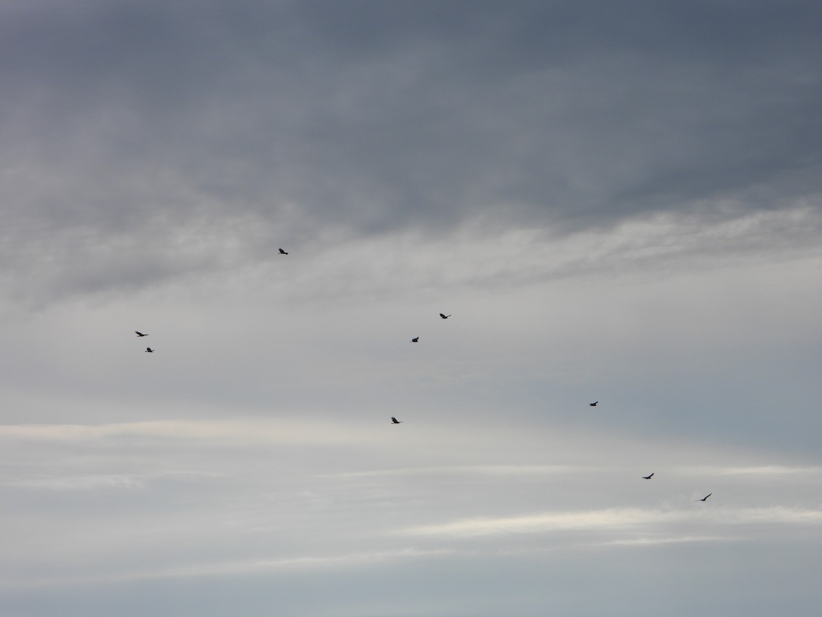 Turkey Vulture - ML642044964