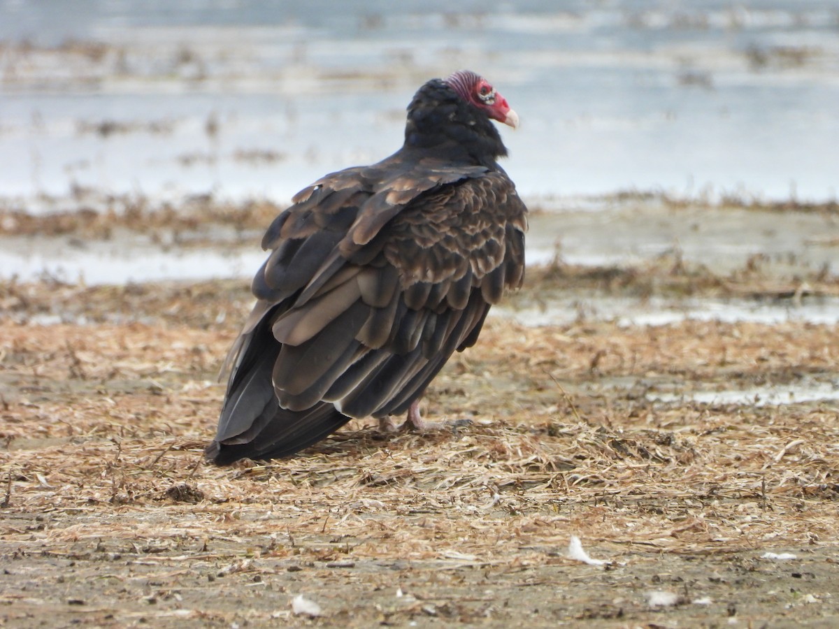 Turkey Vulture - ML642044965
