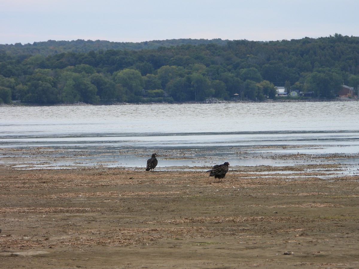Turkey Vulture - ML642044966
