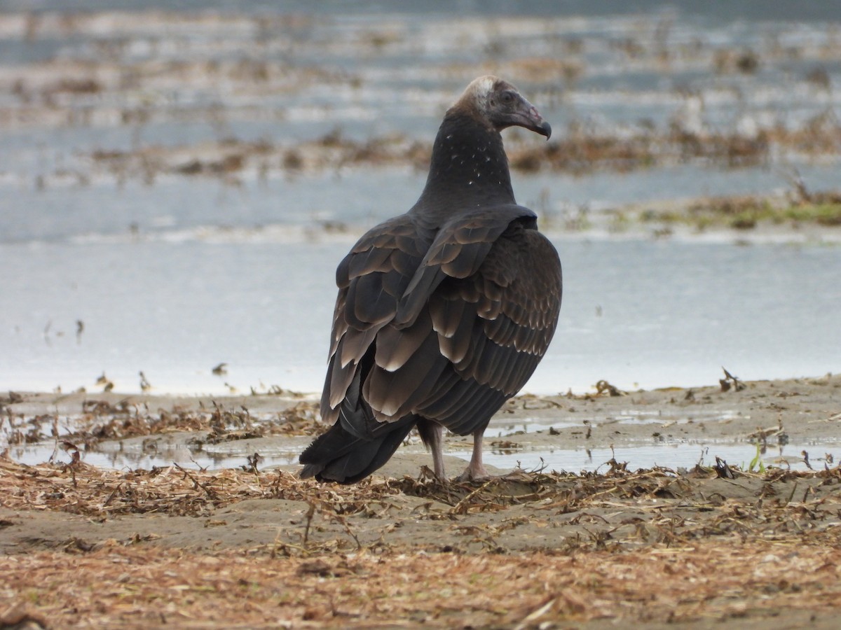 Turkey Vulture - ML642044967
