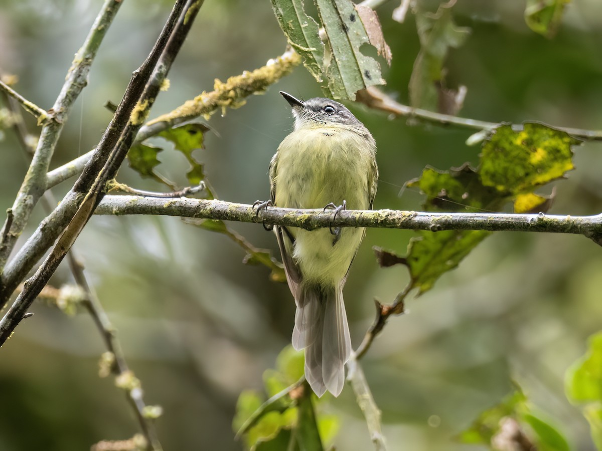 エクアドルヒゲハエトリ - ML642044968