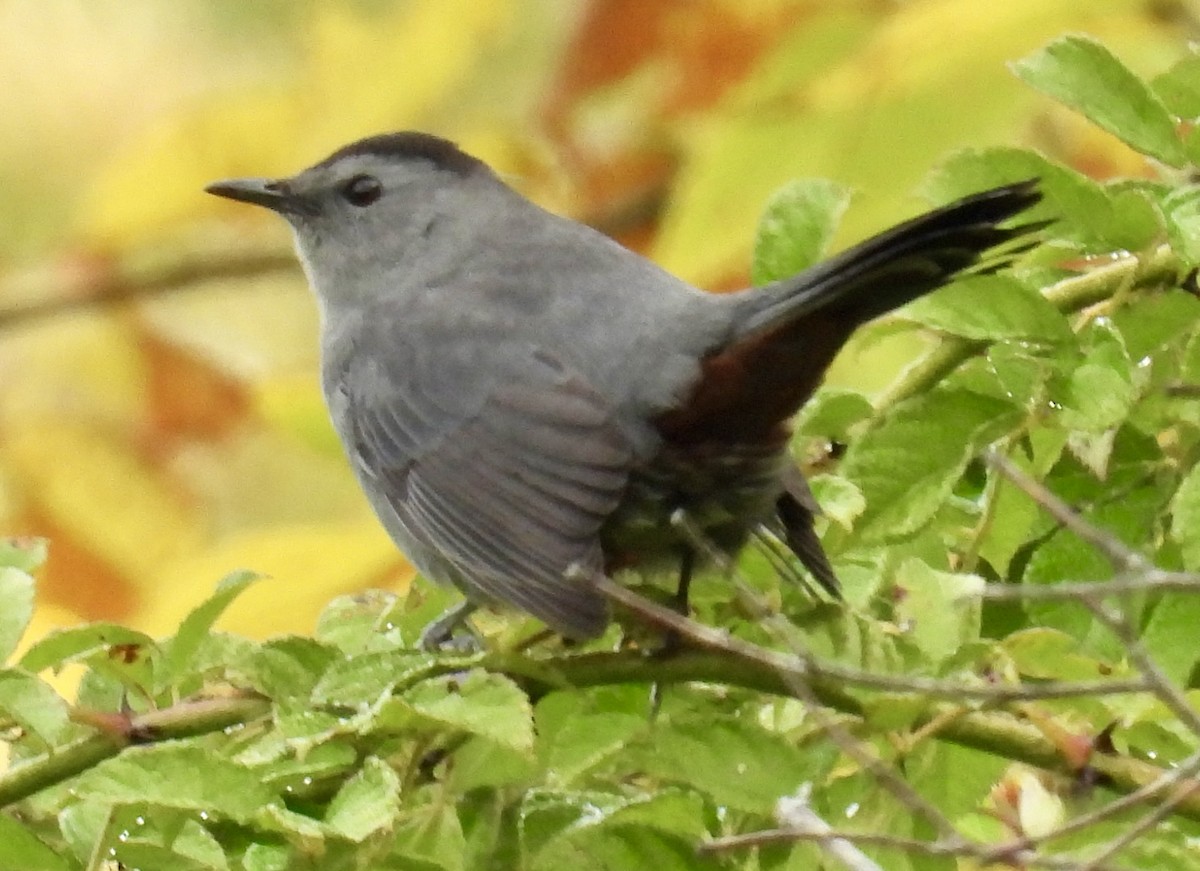 Gray Catbird - ML642044971