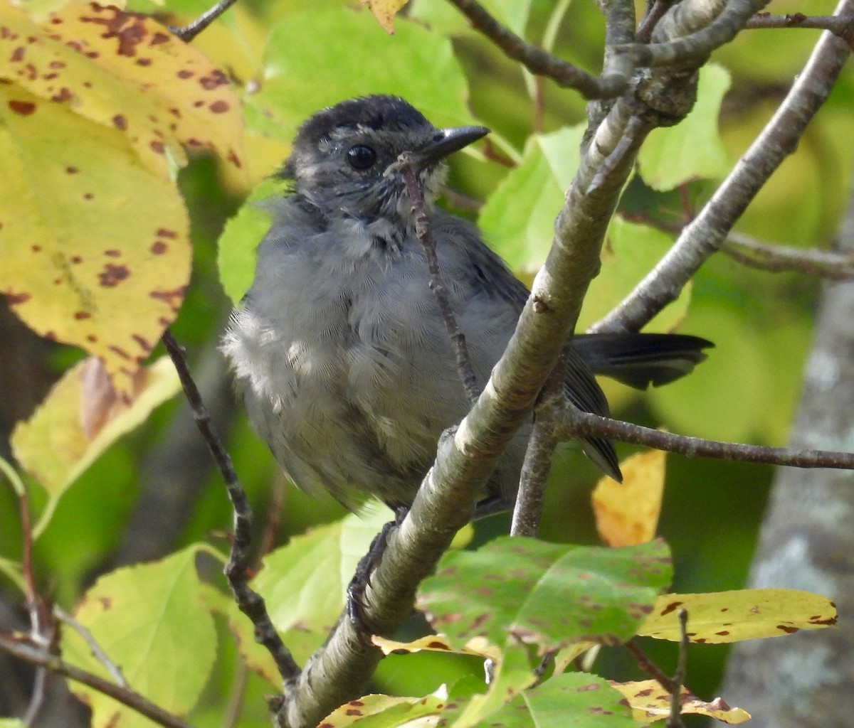 Gray Catbird - ML642044973
