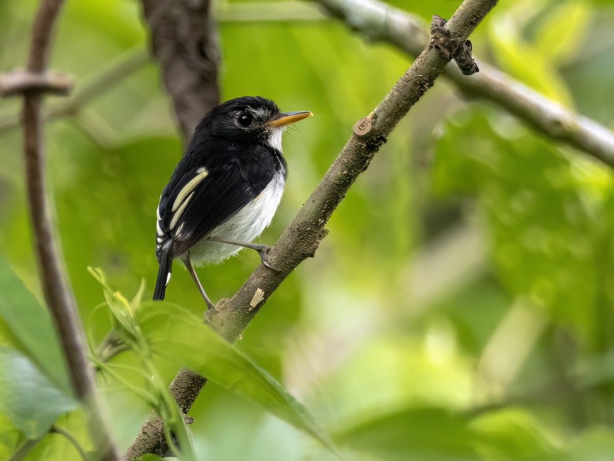 Black-and-white Tody-Flycatcher - ML642044974