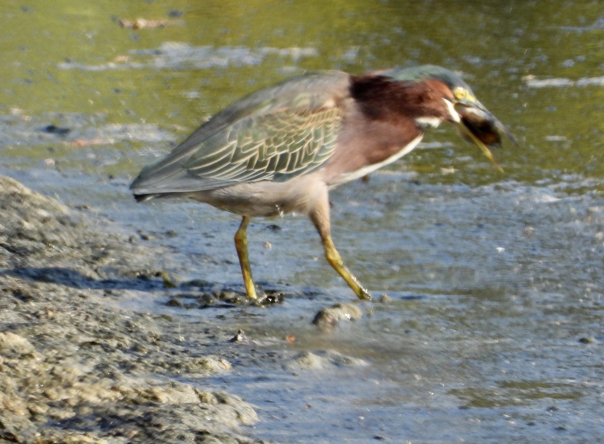 Green Heron - ML642044978