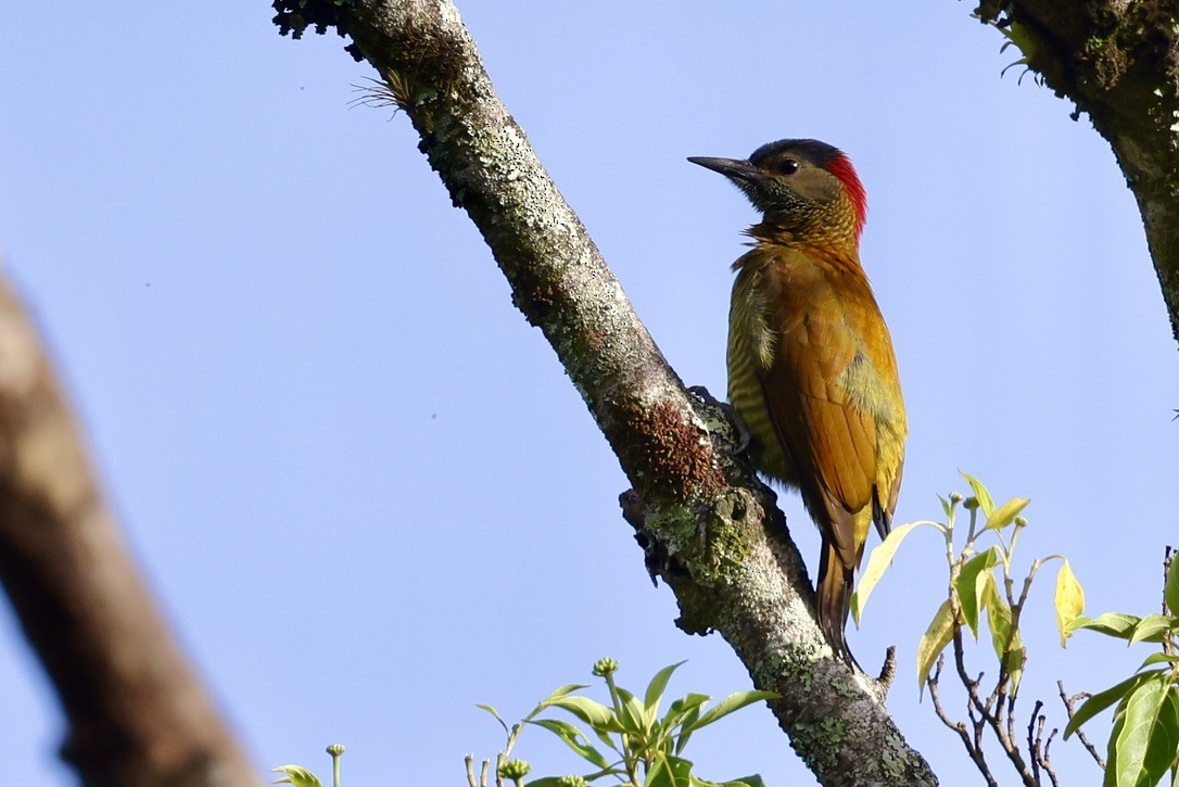 Golden-olive Woodpecker (Golden-olive) - ML642044985