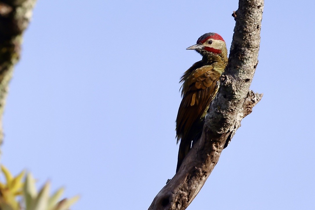Golden-olive Woodpecker (Golden-olive) - ML642044986