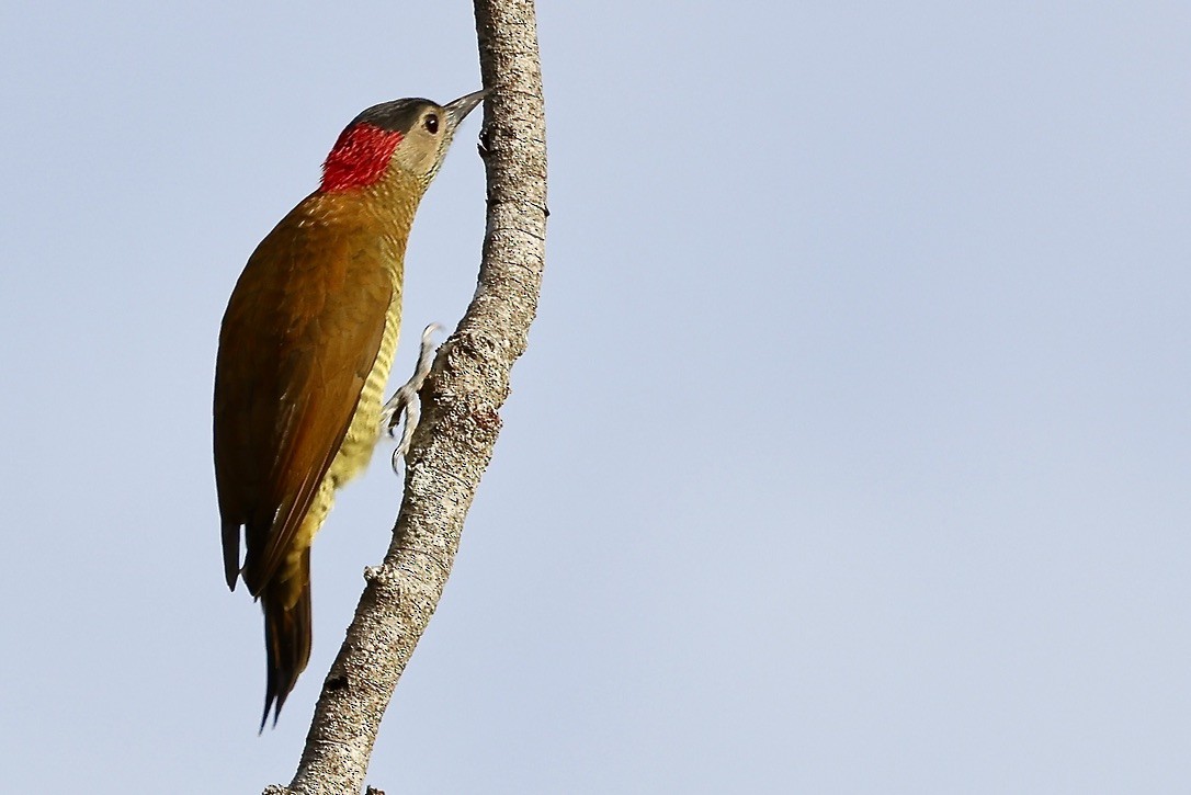 Golden-olive Woodpecker (Golden-olive) - ML642044988