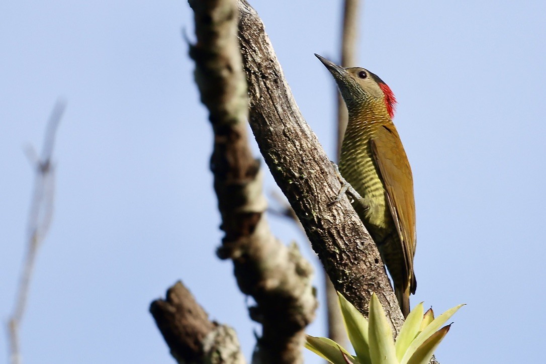 Golden-olive Woodpecker (Golden-olive) - ML642044989