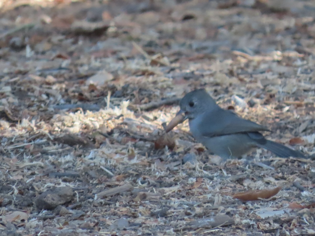 Oak Titmouse - ML642044994