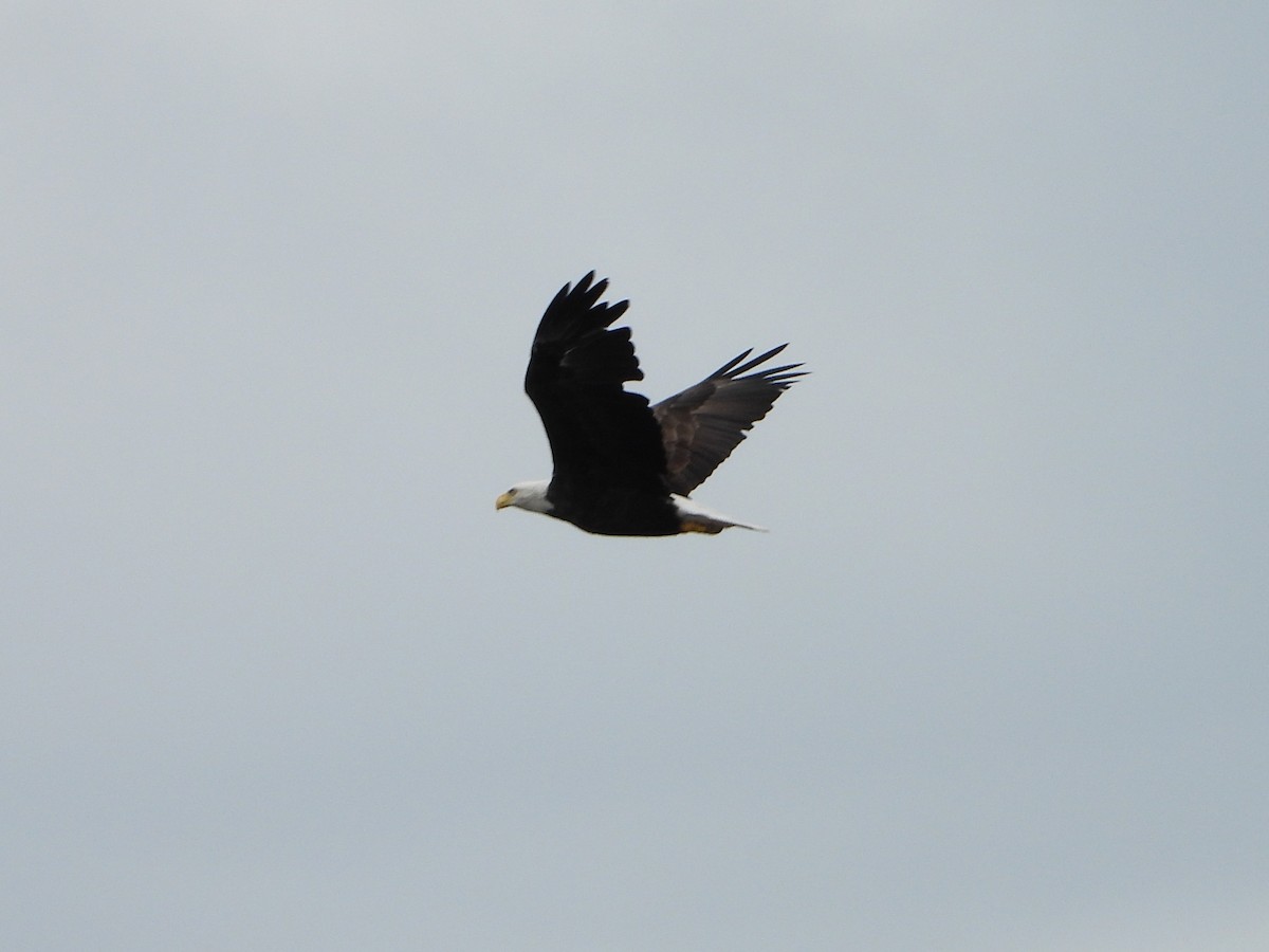 Bald Eagle - ML642045000
