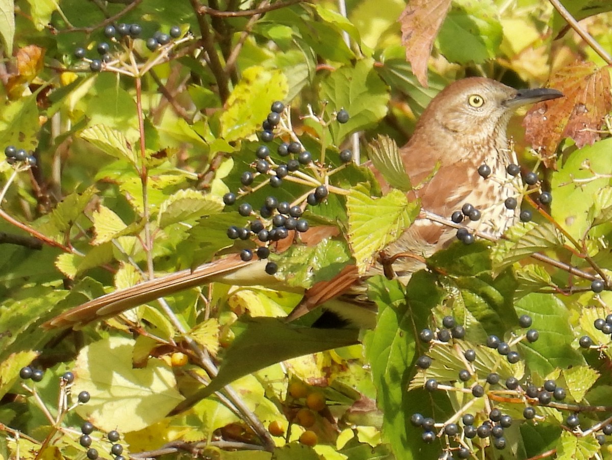Brown Thrasher - ML642045002
