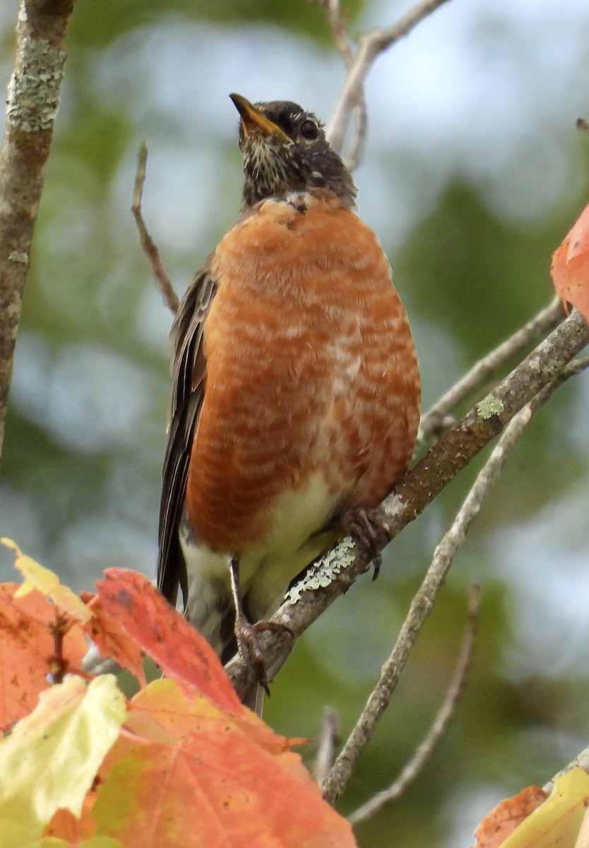 American Robin - ML642045003