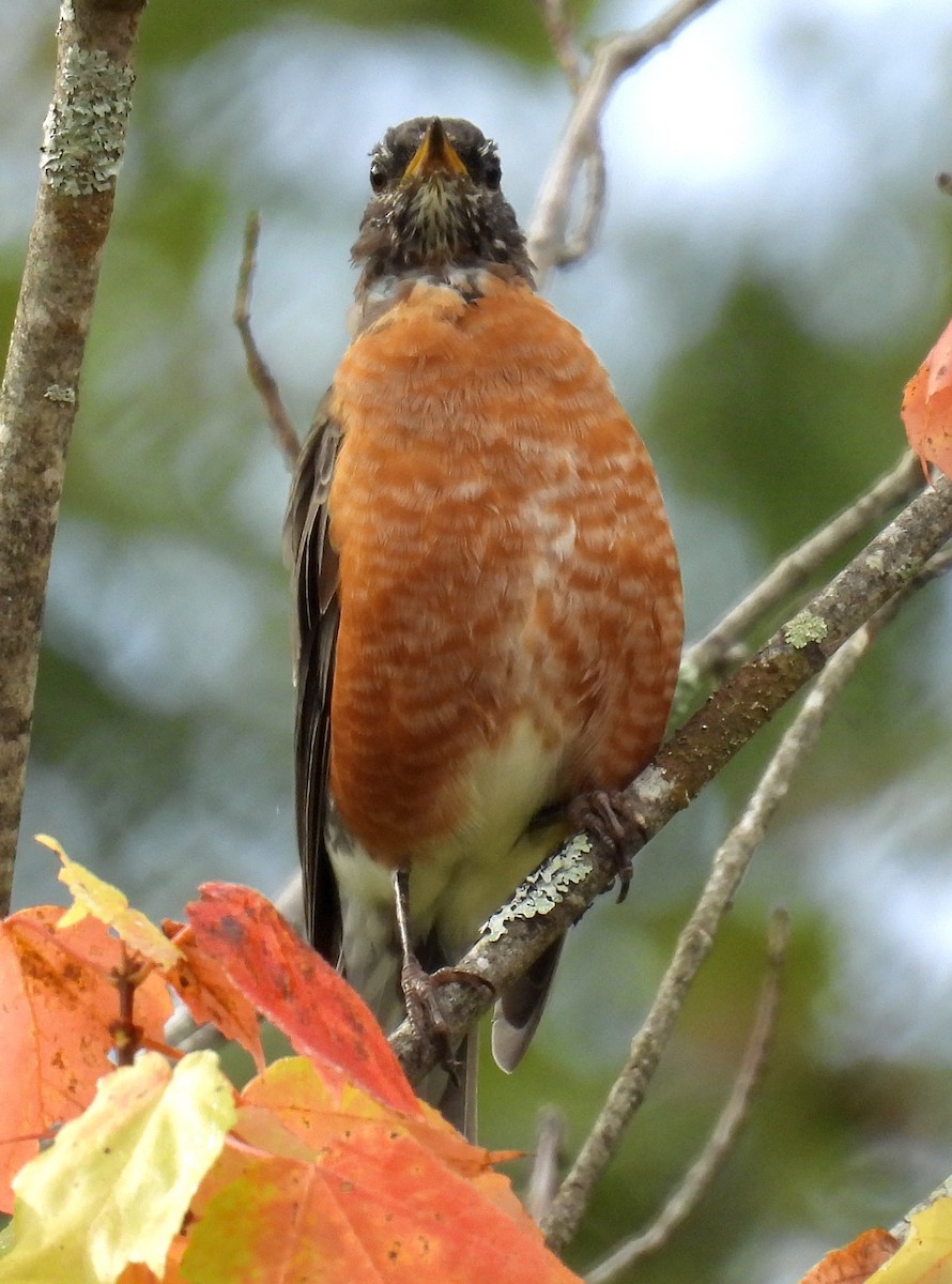 American Robin - ML642045004